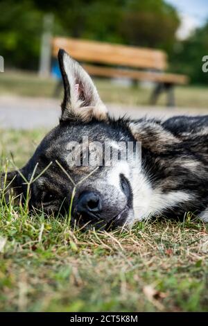 A close up of a homeless stray dog lying on the grass Stock Photo