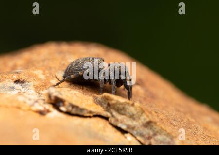 Lateral side of Female Jumping spider Cyrba algeria, Salticidae, Satara, Maharashtra, India Stock Photo