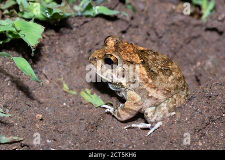 Lateral view of Indian Burrowing frog, Sphaerotheca breviceps, Satara, Maharashtra, India Stock Photo