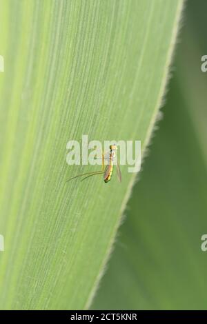 Long legged fly, Psilopus bituberculatus, Satara, Maharashtra, India Stock Photo