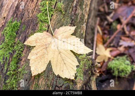 Leaf of a maple tree lies on natural forest ground Stock Photo