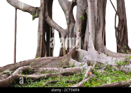 root and tree trunks isolate on white background Stock Photo