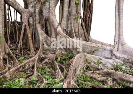 root and tree trunks isolate on white background Stock Photo