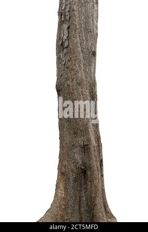 tropical tree trunks isolate on white background Stock Photo