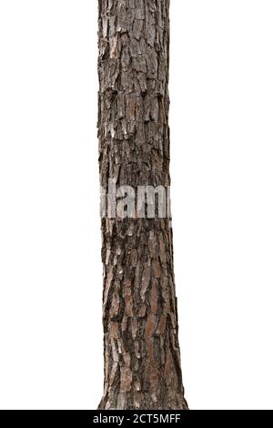 tropical tree trunks isolate on white background Stock Photo