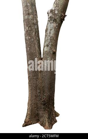 big tree trunks isolate on white background Stock Photo
