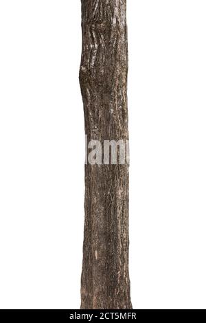 big tree trunks isolate on white background Stock Photo