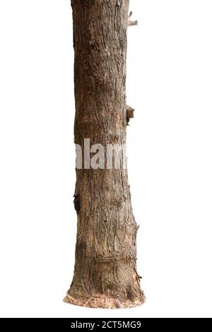 big tree trunks isolate on white background Stock Photo