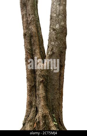 closeup tree trunks isolate on white background Stock Photo