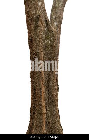 closeup tree trunks isolate on white background Stock Photo