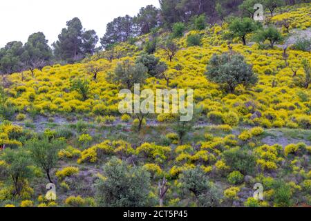 Genisteae,  Broom Plants of the Mediterranean Region Spain Stock Photo