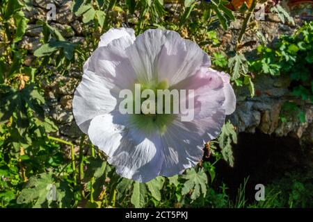 Alcea rosea, Single Pink Hollyhock Flower Stock Photo