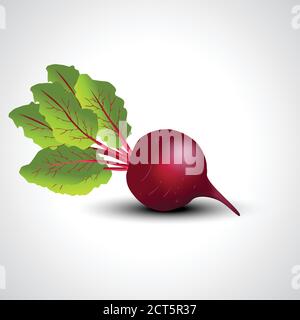fresh beetroot isolated white background. vector illustration Stock Vector