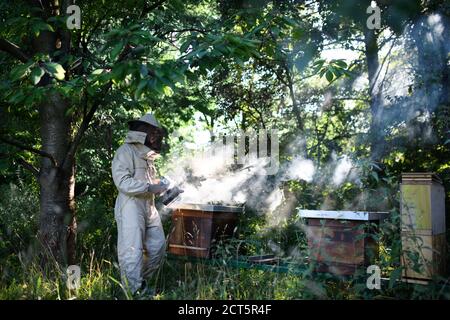 Portrait of man beekeeper working in apiary, using bee smoker. Stock Photo