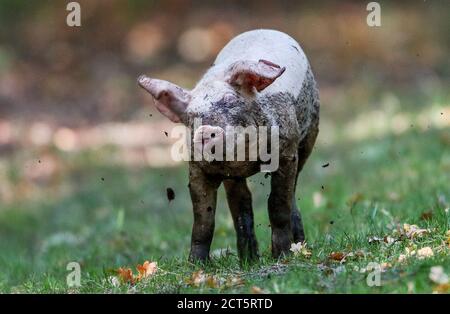 New Forest, Hampshire, UK. Pigs are released to roam free across the New Forest in Autumn. The Annual Pannage allows the pigs to feed on acorns which are harmful to the New Forest Ponies. Piglets shake off the mud after cooling in a mud bath. Credit Stuart Martin/Alamy Live News Stock Photo