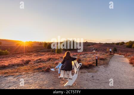 Rheden, The Netherlands - August 24, 2020: Visitor of national park Veluwezoom enjoying sunset over the Posbank hills with blooming purple heath in th Stock Photo