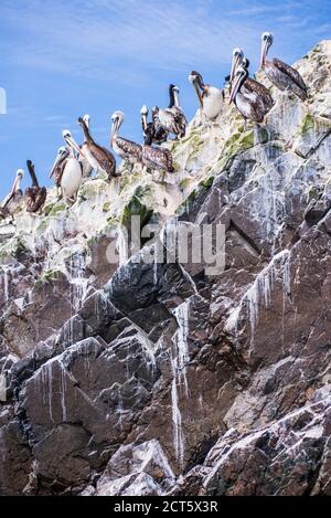 Peruvian Pelicans (Pelecanus thragus), Ballestas Islands (Islas Ballestas), Paracas National Reserve, Peru, South America Stock Photo