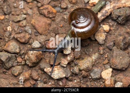 Snail, Oxychilus alliarius, Satara, Maharashtra, India Stock Photo