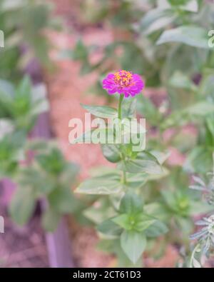 Single purple zinnia flower blossom at organic backyard garden near Dallas, Texas, USA Stock Photo