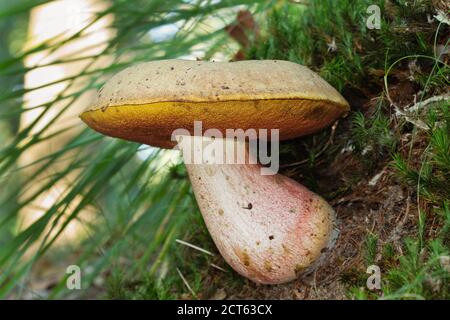 Red foot bolete, also known as Scarletina bolete, growing in a forest Stock Photo