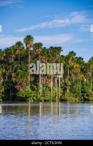 Sandoval Lake, Tambopata National Reserve, Tambopata Province, Amazon Jungle of Peru, South America Stock Photo