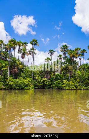 Sandoval Lake, Tambopata National Reserve, Tambopata Province, Amazon Jungle of Peru, South America Stock Photo