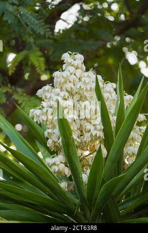 Yucca gigantea, Yucca plant blooming, edible flowers. pain. Stock Photo