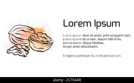Horizontal banner with contour illustration of walnut and watercolor splashes and place for text. Vector template for menus, cards, recipes and your d Stock Vector