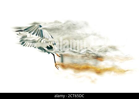 Abstract nature. Flying bird. Dispersion effect. Black background. Stock Photo