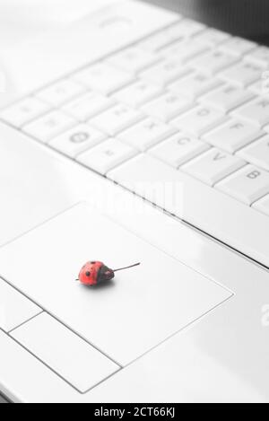 Red ladybird on white notebook touchpad with selective focus Stock Photo