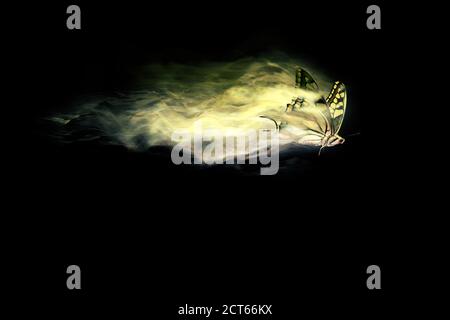 Abstract nature. Flying bird. Dispersion effect. Black background. Stock Photo