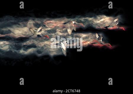 Abstract nature. Flying bird. Dispersion effect. Black background. Stock Photo