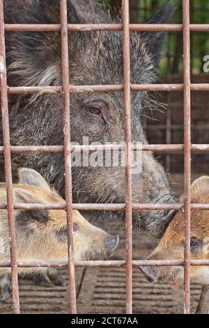 Wild boar in a cage behind a lattice. A wild pig in the forest. Animals ...