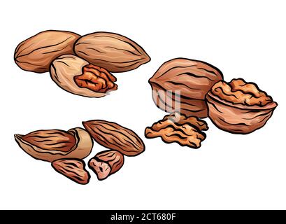 Set of colored cartoon nuts. Kit of walnut, pecan and almond. Objects separate from the background. Vector element for menus, recipes, cards and your Stock Vector