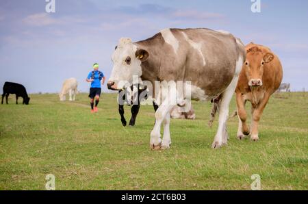 Jogger on Firle Beacon, East Sussex, UK, running through a herd of grazing cattle. Stock Photo