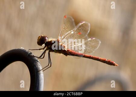 Common Darter dragonfly (Sympetrum striolatum) resting on a garden fence Stock Photo