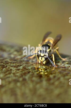 Common Wasp (Vespula vulgaris) drinking water from a garden bird bath Stock Photo