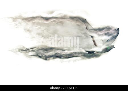 Abstract nature. Flying bird. Dispersion effect. White background. Stock Photo