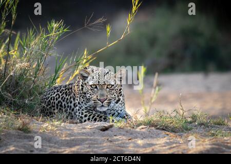 A female leopard, Panthera pardus, lies in sand, direct gaze, ears forward. Stock Photo