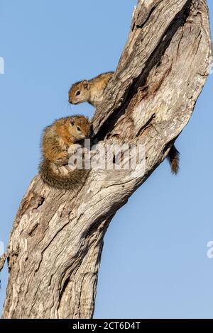 Two tree squirrels, Paraxerus cepapi, sit together on a tree trunk against blue sky background. Stock Photo