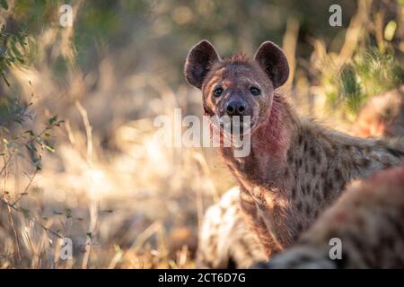 A spotted hyena, Crocuta crocuta, with blood covering its face, direct gaze. Stock Photo