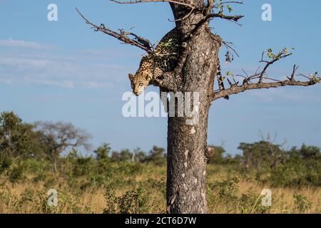 A leopard, Panthera pardus, glances down before jumping out of a tree. Stock Photo