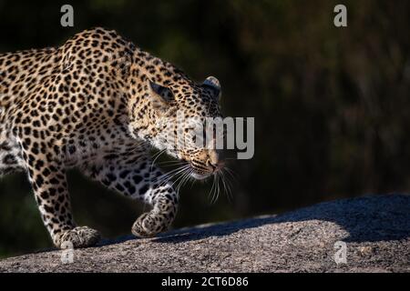 A leopard, Panthera pardus, walks across a boulder, side profile, ears back. Stock Photo