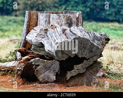 Cut down tree trunks in Richmond Park, Surrey Stock Photo