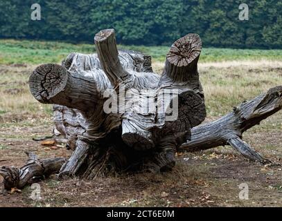 Cut down tree trunks in Richmond Park, Surrey Stock Photo