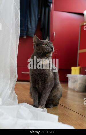 A Small multi-colored russian blue cat sitting on the floor in a bedroom looking up Stock Photo