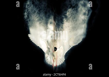 Abstract nature. Flying bird. Dispersion effect. Black background. Stock Photo
