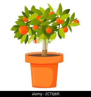 Orange tree in a pot. Tropical citrus fruit. Stock Vector