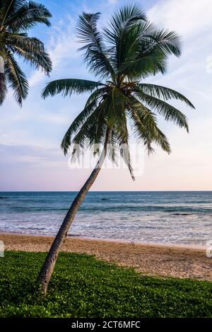 Palm tree, Mirissa Beach, South Coast of Sri Lanka, Asia Stock Photo