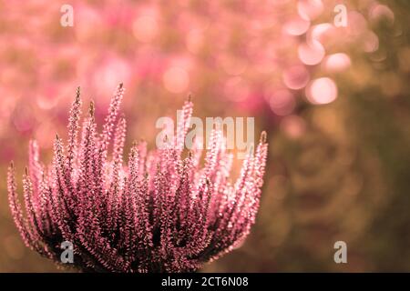 A heather plant against a decorative blurred background Stock Photo